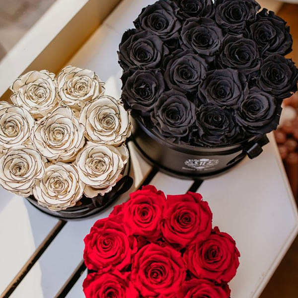 Longlife Roses